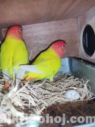 lutino red head master pair